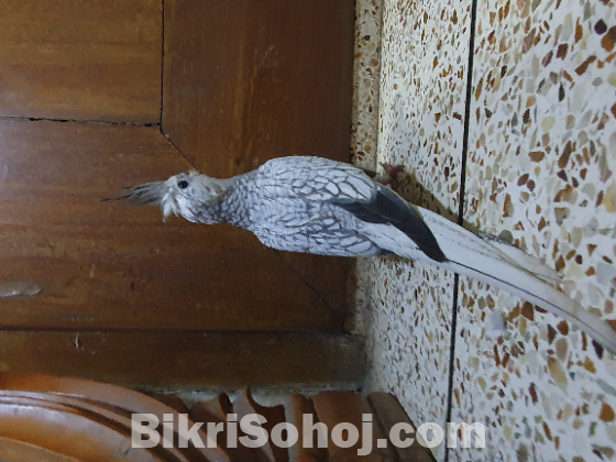 Whitefaced Pearl Cockatiel Bird.